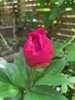 Gardening bliss for my birthday