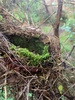 Loopy bush walk