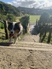 Loopy bush walk