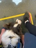 Kids had a day at te papa and beach with Aunty Lauren, nandad and cousins, I met them after and caught a train home with zobie… apparently dogs have to be in a cage?! First and last train trip for zobie.