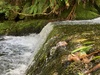Korokoro dam walk was nice and easy and zobie loved the water