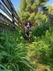 A dog park walk with Oli.