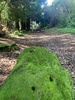 Botanical gardens walk in Taupo.