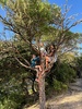 Love our daily routine of biking to school. Found these crazy bears in a school tree