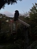 Our dusk visitor