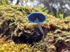 Day 3: 20km with mushrooms,glowworm cave and limestone formations with a tropical feel to the forest.