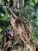 Day 3: 20km with mushrooms,glowworm cave and limestone formations with a tropical feel to the forest.