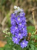 Garden flowers