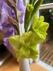 Garden flowers