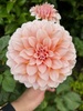Garden flowers