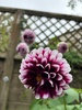 Roomies we found on our forest walk and more dahlias still coming out!