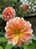 Roomies we found on our forest walk and more dahlias still coming out!