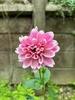 Roomies we found on our forest walk and more dahlias still coming out!
