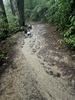 Wettest day ever! Zorro had a field day