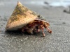 A day trip to the sea. Chip butties, a swim, crab, sea snail and ice cream at Waikanae beach. I thought I had found a beautiful shell for our collection but discovered a little friend instead.