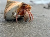 A day trip to the sea. Chip butties, a swim, crab, sea snail and ice cream at Waikanae beach. I thought I had found a beautiful shell for our collection but discovered a little friend instead.