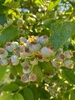 Blueberry picking! Got a kilo but it was quickly all picked out! Heaps unripe ones just waiting for another week!