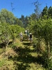 Blueberry picking! Got a kilo but it was quickly all picked out! Heaps unripe ones just waiting for another week!