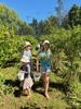 Blueberry picking! Got a kilo but it was quickly all picked out! Heaps unripe ones just waiting for another week!