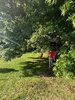 Backyard cricket and swing