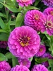 Botanical gardens concert and nature hunt