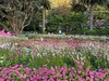 Botanical gardens concert and nature hunt