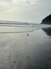 Morning shell hunting. Morning camp rituals.