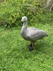 Katikati bird gardens, feather hunting.