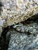 We checked out the caves around Anzac bay at low tide and met some crabbies.