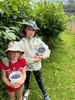 More blueberry picking for the coffers. Also had a surprise fledging visit which olive grabbed zorro just in time! A nest outside Olive’s window has 4 fledging!