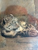 Finally got to the zoo before the holidays finished! The snow leopards was amazing up close.