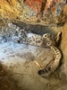 Finally got to the zoo before the holidays finished! The snow leopards was amazing up close.