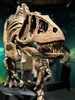 Dinosaur exhibit free for Wellingtonians today. Amazing.