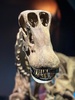 Dinosaur exhibit free for Wellingtonians today. Amazing.