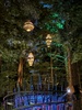 Redwoods tree walk at night. Beautiful but freaked mama out!