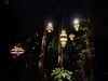 Redwoods tree walk at night. Beautiful but freaked mama out!