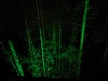 Redwoods tree walk at night. Beautiful but freaked mama out!