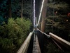 Redwoods tree walk at night. Beautiful but freaked mama out!