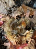 On the drive home we stopped in Hunterville for some walnut and chestnut foraging