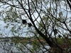 Bike ride to the end of the path (18km return) and then a picnic dinner at our swing spot by the lake. Shag nesting in the nearby trees too