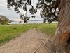 Bike ride to the end of the path (18km return) and then a picnic dinner at our swing spot by the lake. Shag nesting in the nearby trees too
