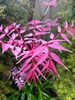 A very rainy day with rock painting, Lego, hot pools and the daily botanical walk.