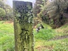 A very rainy day with rock painting, Lego, hot pools and the daily botanical walk.