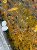 Baby tadpoles!!! A friend found them in the hundreds at the gardens so we thought we would help a few make it to frogs and pop them back. They are a delight.