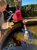 Baby tadpoles!!! A friend found them in the hundreds at the gardens so we thought we would help a few make it to frogs and pop them back. They are a delight.