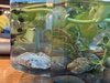 Baby tadpoles!!! A friend found them in the hundreds at the gardens so we thought we would help a few make it to frogs and pop them back. They are a delight.