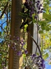Garden glory for spring