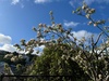 Garden glory for spring