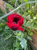 Garden glory for spring