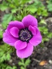 Garden glory for spring